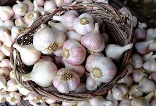 تصویر 1 از خرید و قیمت سیر تازه کیلویی + فروش عمده